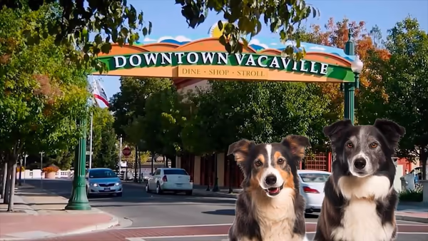 Centennial Dog Park